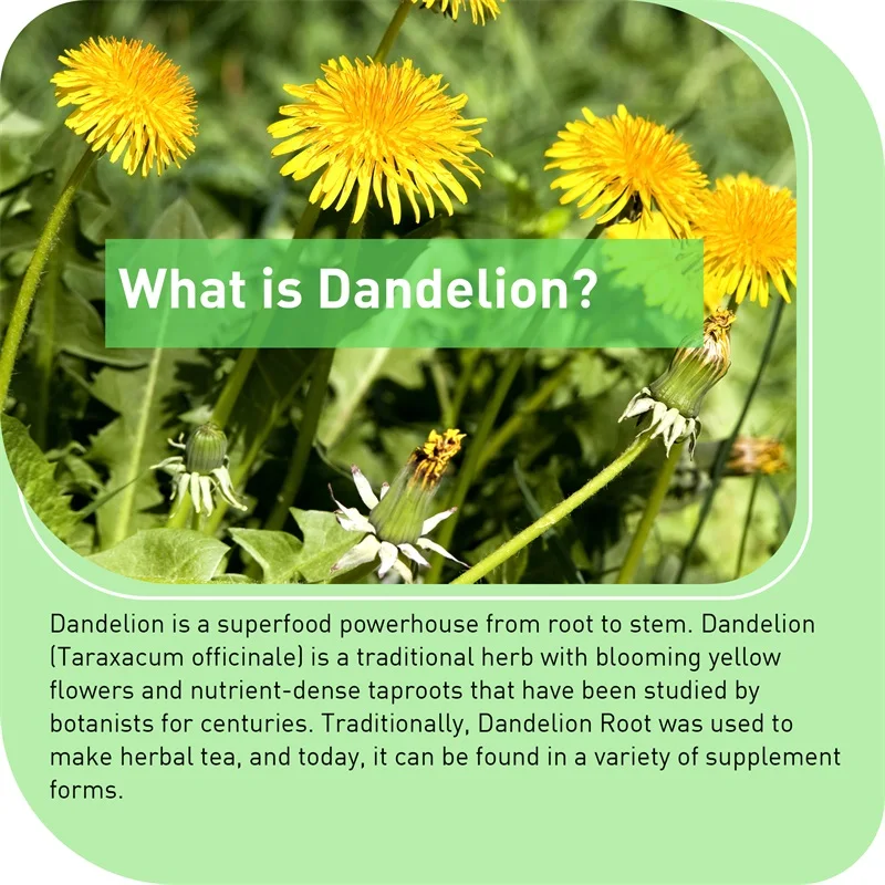 Dandelion Root Capsules - Pros - Home Bathroom Urinal 评论和价格